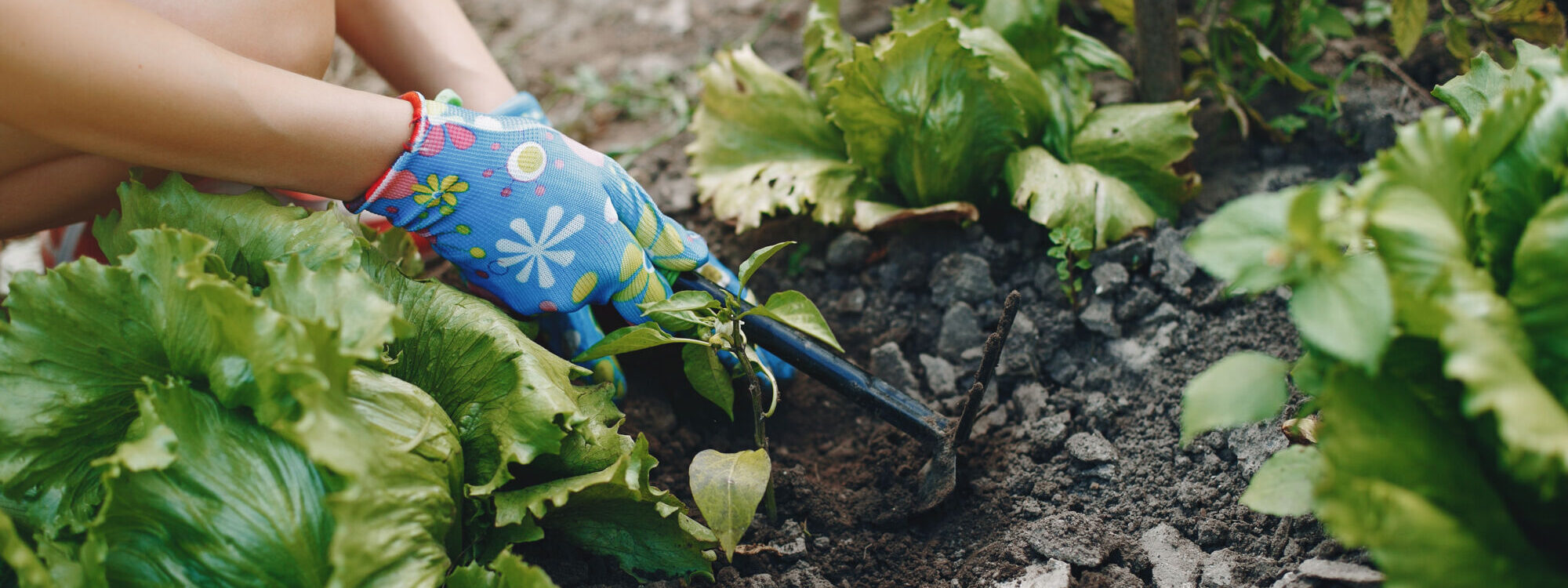 Cr&eacute;er un potager dans le jardin de votre maison : conseils pour d&eacute;butants Guebwiller
