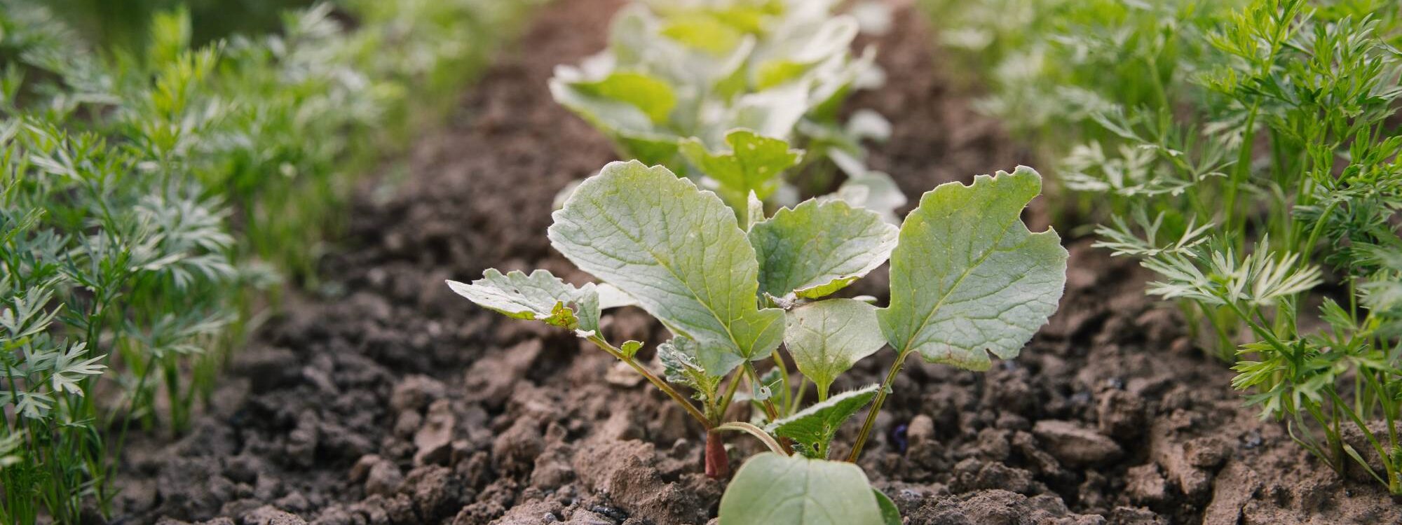 COIN_POTAGER 2000X750 | Le HAMO® Comment créer un coin potager efficace chez soi ? Soultz-Haut-Rhin