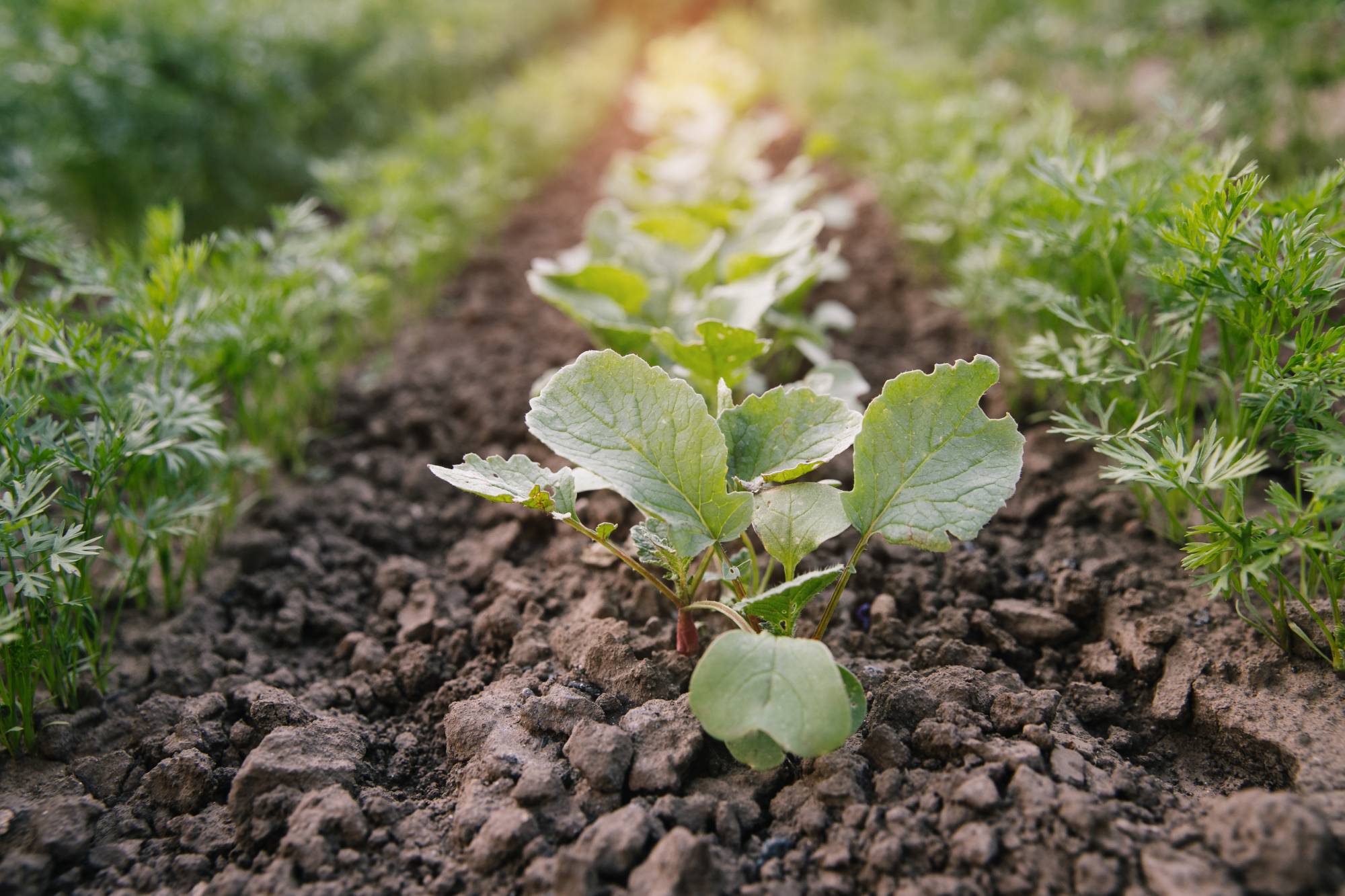 COIN_POTAGER | Le HAMO® Comment créer un coin potager efficace chez soi ? Soultz-Haut-Rhin